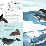 Bookspeed - ABOVE AND BELOW: SEA AND SHORE (LIFT THE FLAP) (PB)