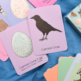 Button & Squirt - Amazing British Nature Matching Pairs