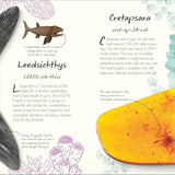 Bookspeed - An Anthology of Fossils - DK Little Anthology HB
